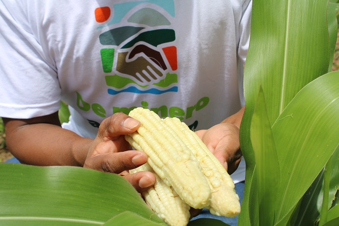 De mineros a productores