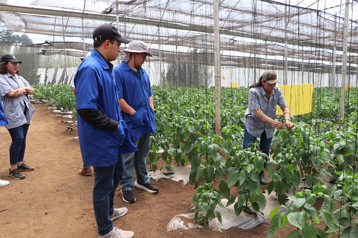 Vegetales Casa Blanca, una finca modelo en agricultura
