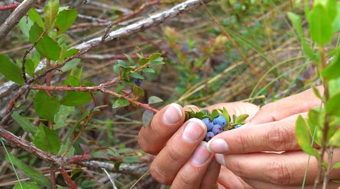 El IICA impulsa la conservación del mortiño y la agrobiodiversidad en Ecuador a través del proyecto Sacha Ñawi
