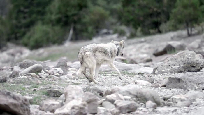 Tras medio siglo de ausencia, el lobo mexicano regresa a la sierra madre occidental